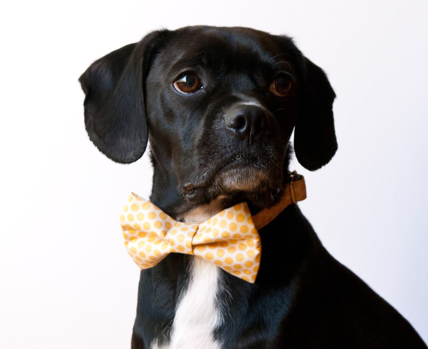 Sunshine Honeycomb Bowtie Dog Collar