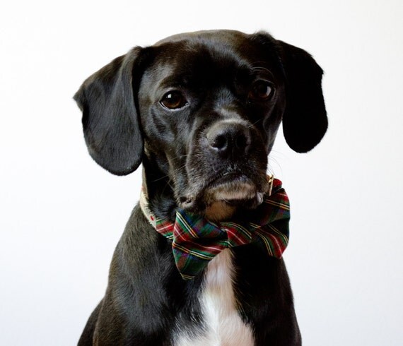 Hunter Green Holiday Tartan Dog Bowtie Collar
