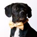 Sunshine Honeycomb Bowtie Dog Collar