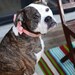 Hot Pink Polka Dot Bow Tie Collar