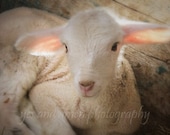 sweet - fine lamb cards (and farm fresh)