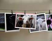 your collection - five freshly picked cards - fine photography and farm fresh images