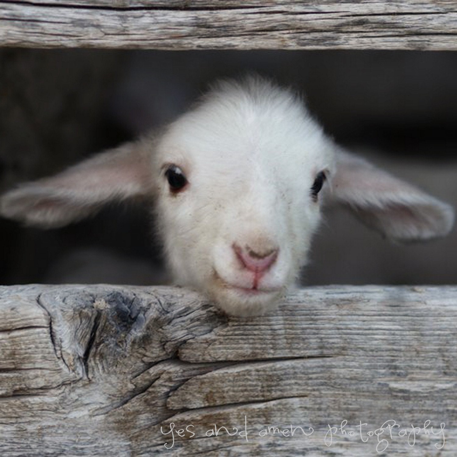 hello world - fine lamb photography (and so farm fresh) - 8x8 image hard backed