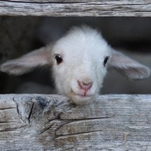 hello world - lamb photography - fine cards (and farm fresh)