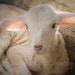 sweet - fine lamb cards (and farm fresh)