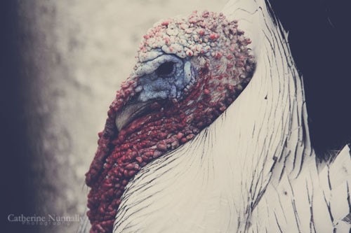 Turkey 5x7 Fine Art Photography Print