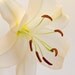 8 x 10 Photograph - White Lily - Metallic Paper