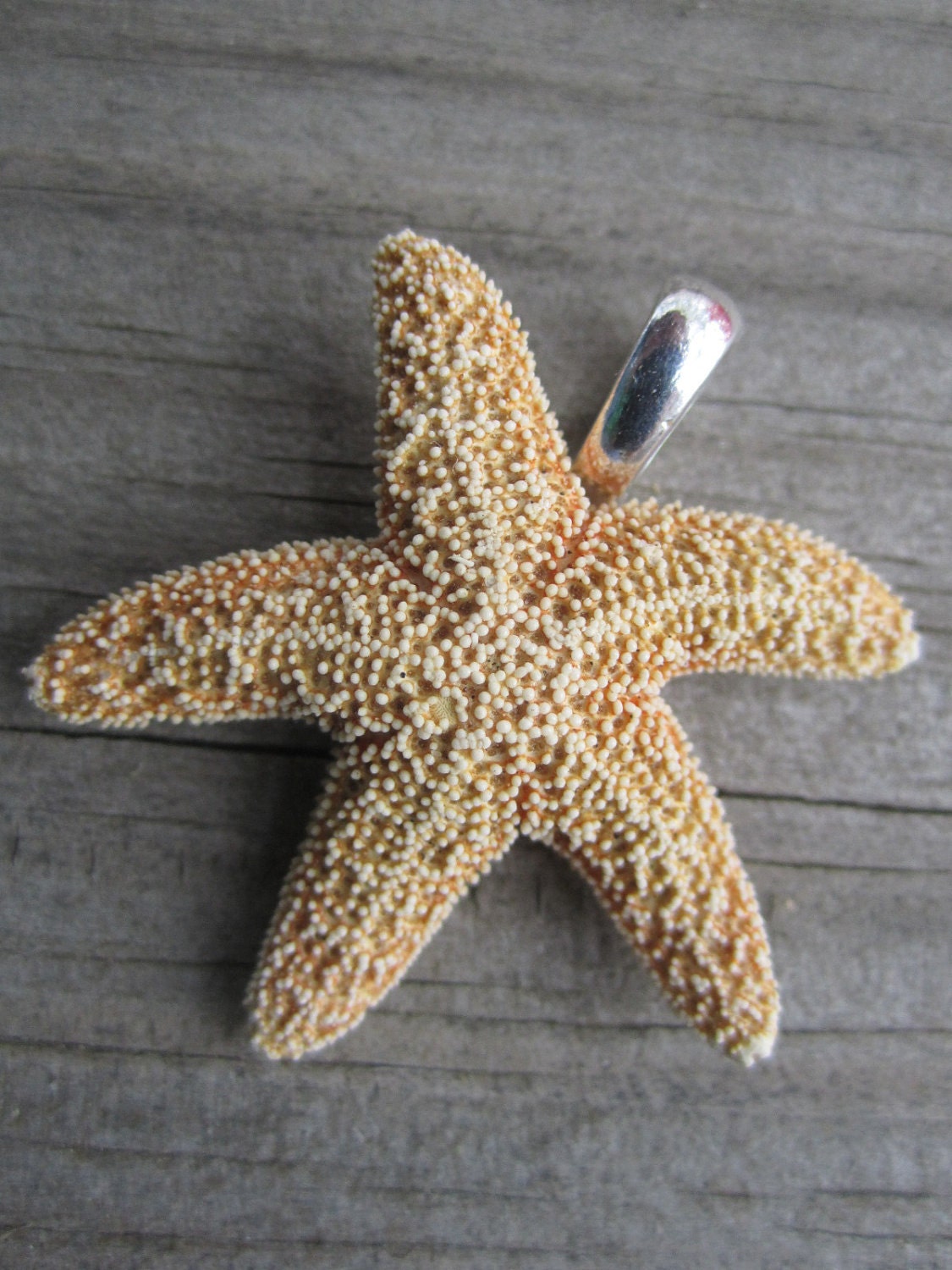 REAL sugar starfish pendent for a necklace