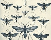 Antique Insect Paper Prints of  Wasps Set of Three  one in Color and two in Black and White