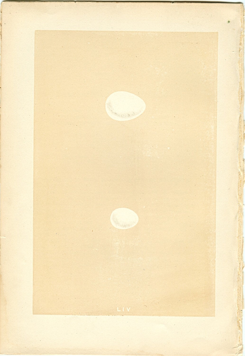 Antique Egg Print by Morris 130 Year Old Wood Block Engraving of LESSER & GREATER SPOTTED Woodpecker Eggs