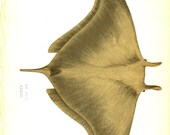 Antique Paper Print / Fish Prints By Couch 1877 of  an Ox Ray