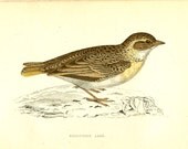 Antique Bird Print by Morris 130 Year Old Wood Block Engraving