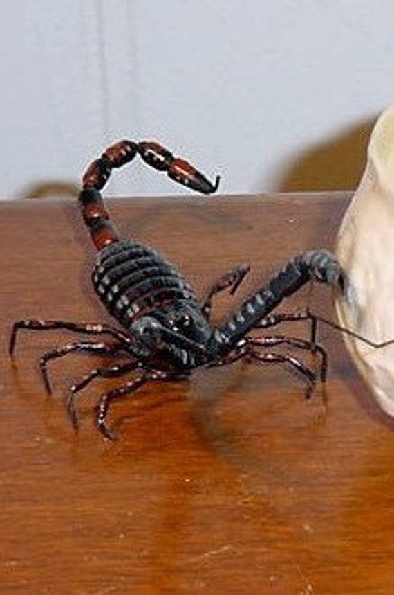 Scary Scorpion Pictures