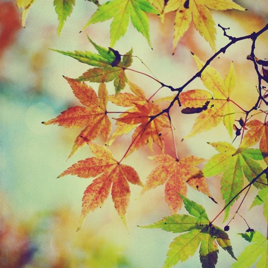 Fall leaves photo - 8x8 fine art  fall leaves photo print with maple leavesBOGO SALE