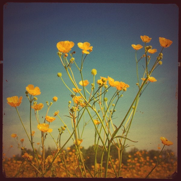 Buttercup Buttercup - 8x8 photo featuring buttercup yellow flowers on a TTV frame BOGO SALE