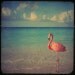 Flamingo Beach - 4x4 photo with a stunning pink flamingo against a bright turquoise sea