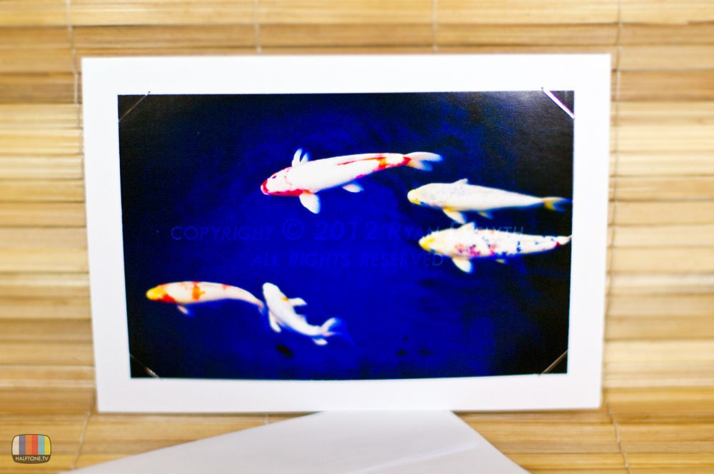 Koi Fish Greeting Card - Serene Pond, Red River Zoo