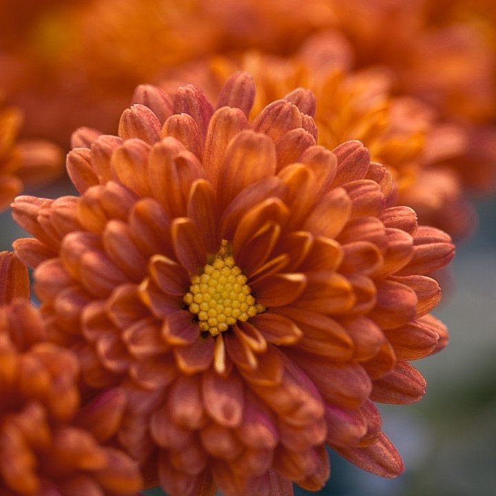 Photo of Burnt Orange Mum Entitled Autumn's Burst - Fine Art Photo - 8 X 8