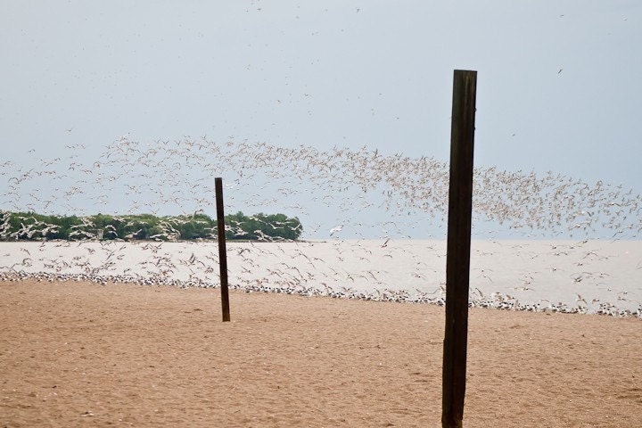 Photo of Seagulls Flying Over Beach Entitled Gulls' Beach - Fine Art Photo - 8 X 12
