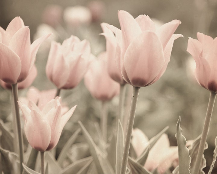 Mixed Media Photo of Garden of Soft Pink Tulips - Fine Art Photo Entitled Gentle Morning - 8 X 10