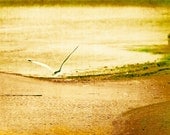 Gull Gliding over Golden Beach - Fine Art Photo Entitled Coming Home - 12 X 18