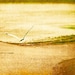 Gull Gliding over Golden Beach - Fine Art Photo Entitled Coming Home - 12 X 18