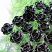 C177- 5pcs Black Rose Plastic Bead
