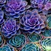 SUCCULENTS -8X8 Square Original Fine Art Photograph.