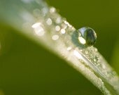 Morning Dew Print on Canvas