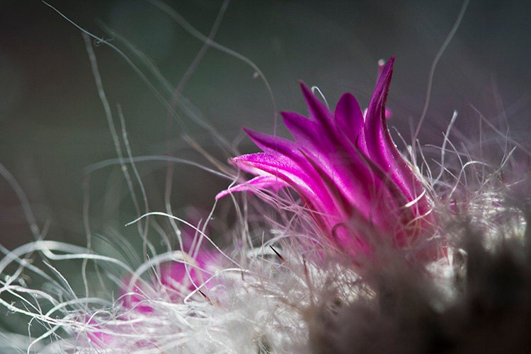 Pink cactus - 8x10 Fine Art Photograph