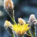 First Frost  - 8x10 Fine Art Photograph