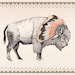 White Bison // A4 print