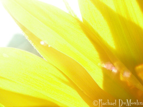 photograph - 5x7, matted, sunlight, yellow, sunflower, macro, lustre print