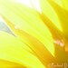 photograph - 5x7, matted, sunlight, yellow, sunflower, macro, lustre print