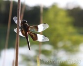 Dragonfly - 8 x 10 Photograph