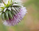 Purple Flower - 8 x 12 Photograph