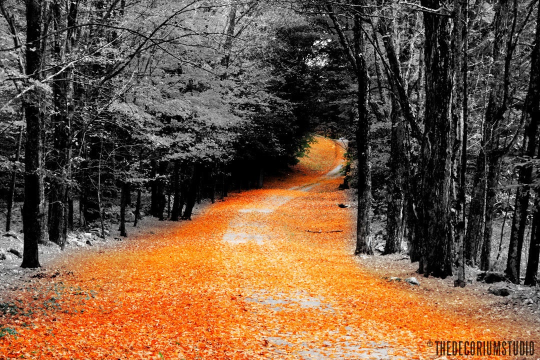 YELLOW BRICK ROAD autumn fall foliage gothic serene artist signed black white and orange New England Fine Art Travel Photography print 11x17