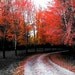 CRIMSON PATH fall foliage autumn gothic serene artist signed black white and red New England Fine Art Travel Photography print 11x17