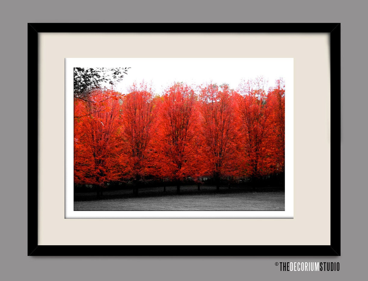 CHERRY LANE autumn fall foliage gothic serene artist signed black white and red New England Fine Art Travel Photography print 11x17