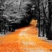 YELLOW BRICK ROAD autumn fall foliage gothic serene artist signed black white and orange New England Fine Art Travel Photography print 11x17