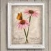 Coneflower Botanical Print - Vintage Style Original Photograph 8x10 - Garden Photo Nature Photography Antique Victorian Book Page Home Decor
