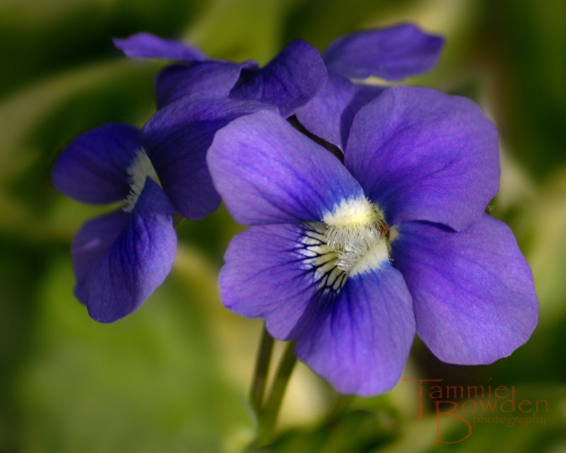 Violets - Original Photograph 8x10 - Vivid Purple Backyard Garden Flower Botanical Green Close Up