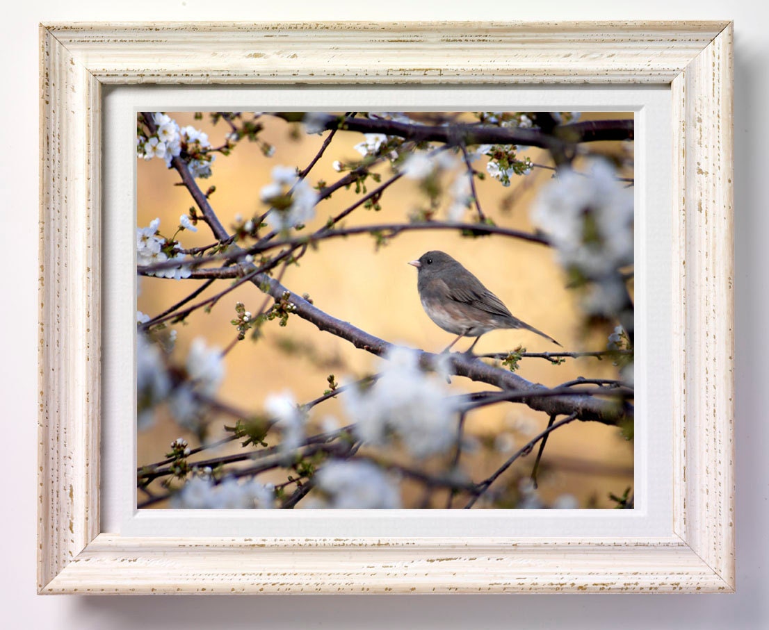 Spring Sparrow - Original Photograph 8x10 - Ivory Cream Beige Peach Flower Tree Bird Feminine Home Decor Wall Art