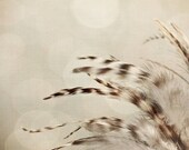 Feather Photo - Dreamy Home Decor -  Baby Nursery -  Home Decor - (Brown, Beige, and Ivory) - Original Fine Art Photo - "Ethereal Feathers"