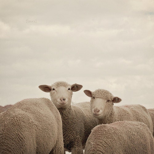 Smiling Sheep - Neutral Shades of  Gray and Beige - Original and Signed - Fine Art Photography 5x5