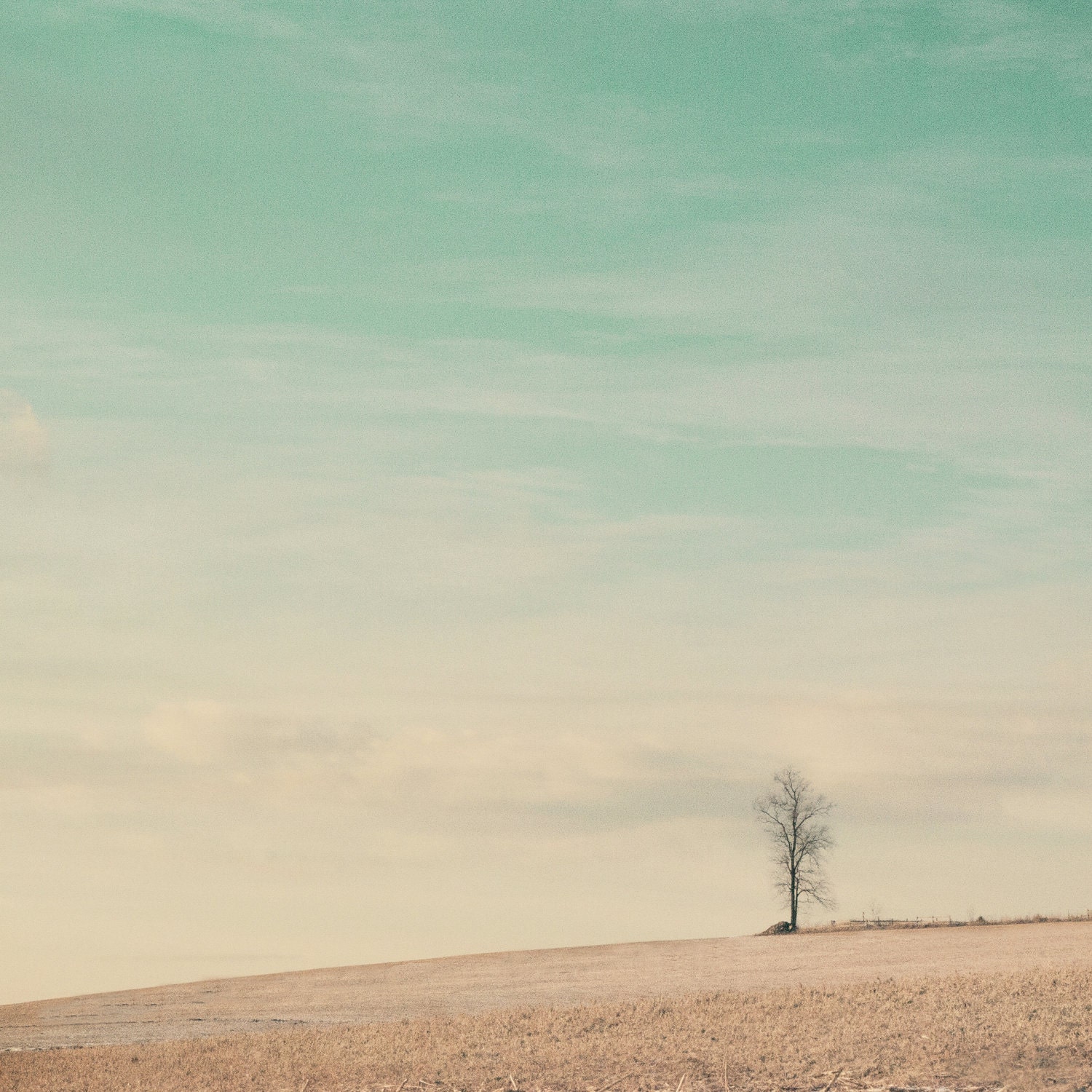 SALE 50% OFF - Landscape Tree Photography- Bare Naked Tree - Dreamy and Vintage Inspired - Home Decor - Fine Art Photography - "Daydreams"