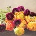 Ranunculus Photography - Flower, Purple, Plum, Violet, Aubergine, Tangerine, Orange - "Great Things To Come"