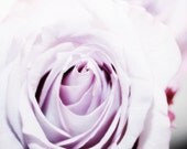 PURPLE ROSE FLOWER Art, Soft Subtle Feminine Color, Flower Art, Floral Print, Garden Picture, Rose Art, Macro View, elizabeth thomas