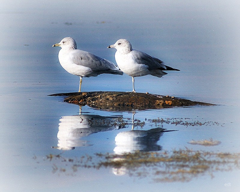 ATLANTIC OCEAN SEAGULLS Fine Art Photography Blue White Digital Picture Color Print Ocean Beach Decor Bird Print Seagull Photograph
