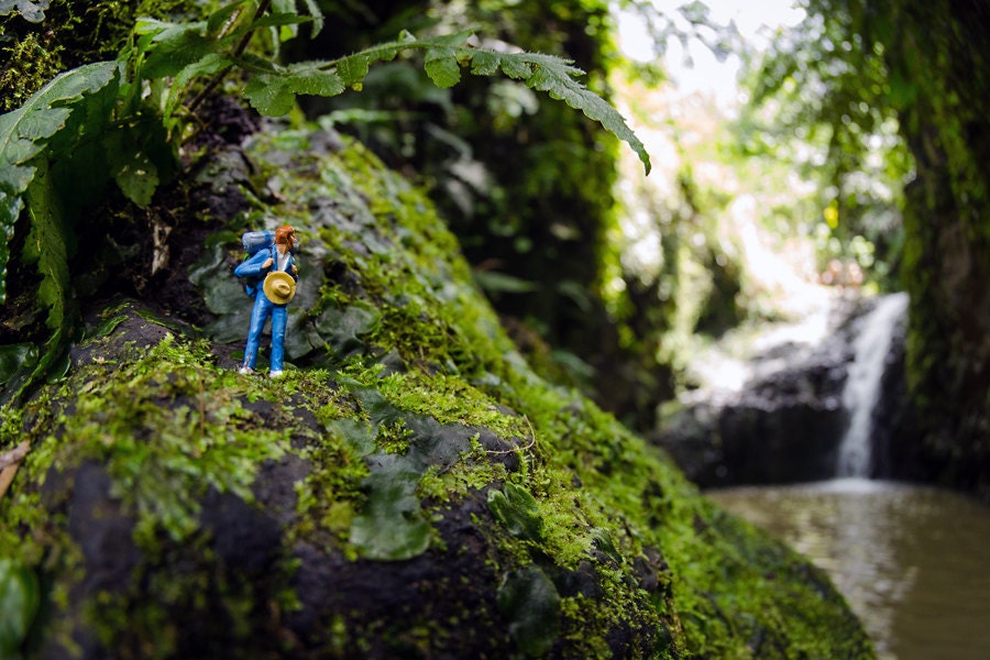 Exploring Maunawili Falls (8x12)